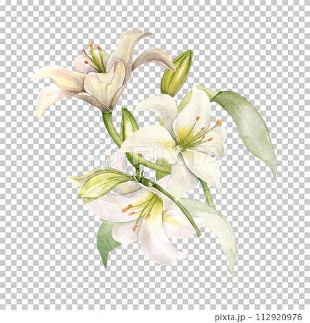 White lily and buds watercolor composition isolated on white. White flower botanical Illustration hand drawn. Lily bunch and leaves. Design for wedding invitation in church, christen, Easter card White lily and buds watercolor composition isolated on white. White flower botanical Illustration hand drawn. Lily bunch and leaves. Design for wedding invitation in church, christen, Easter card 112920976