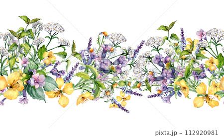 Seamless border of wild medicinal plant, herbs watercolor illustration isolated on white. Achillea millefolium, nettle, pulmonaria, celanine flower board hand drawn. Design for label, package, print 112920981