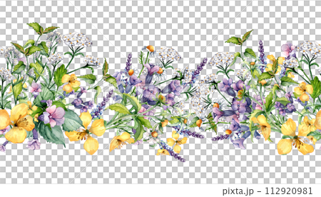 Seamless border of wild medicinal plant, herbs watercolor illustration isolated on white. Achillea millefolium, nettle, pulmonaria, celanine flower board hand drawn. Design for label, package, print 112920981