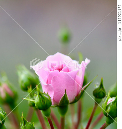 Pink rose Bonica with buds in the garden. Perfect for background of greeting cards 112921172