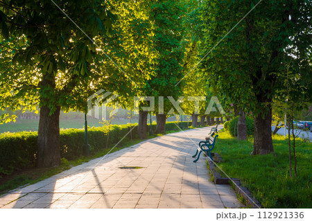 avenue with chestnut trees. bench on the side of a paved footpath. beautiful urban springtime scenery of uzhhorod city in morning light 112921336