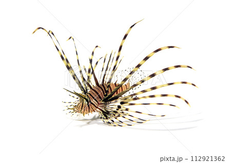 ハナミノカサゴの幼魚　白バック 112921362