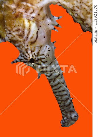 タツノオトシゴのアップ イバラタツ 龍 干支 オレンジバック タツノオトシゴのアップ イバラタツ 龍 干支 オレンジバック 112921370