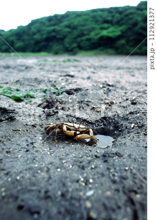 ヤマトオサガニ ワイド ヤマトオサガニ ワイド 112921377