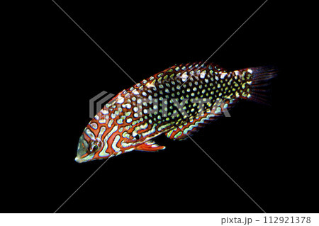 ノドグロベラ　黒バック 112921378