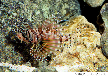 ミノカサゴ キリンミノカサゴ キリンミノ ミノカサゴ キリンミノカサゴ キリンミノ 112921384