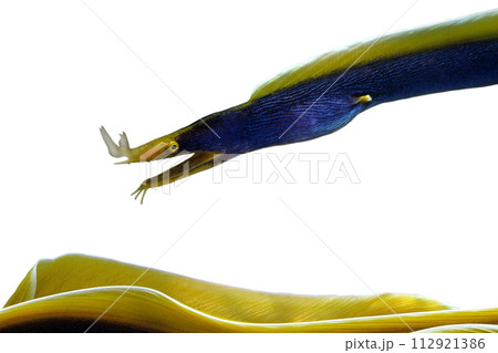 ハナヒゲウツボ　グラフィック素材　白バック 112921386