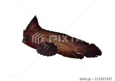 ツマジロオコゼ　白バック 112921387