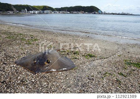 アカエイ　海辺のアカエイ 112921389