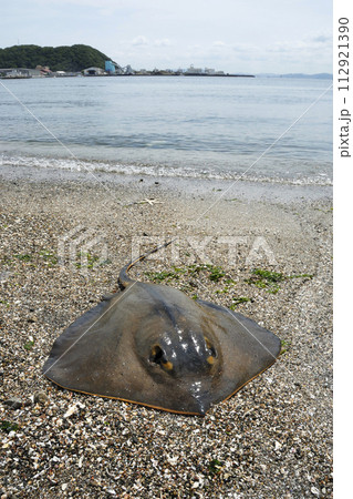 アカエイ　海辺のアカエイ 112921390