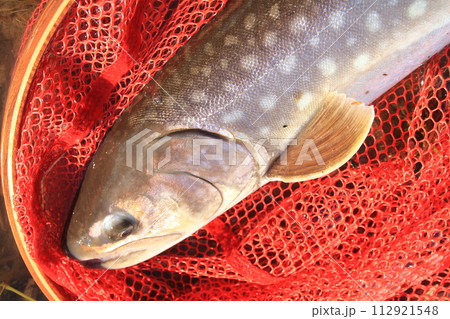 北海道　道東渓流　春の大型アメマス　65cm 112921548