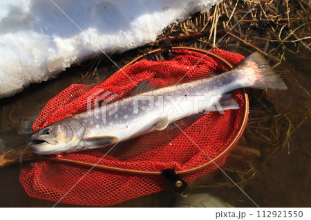 北海道　道東渓流　春の大型アメマス　65cm 112921550