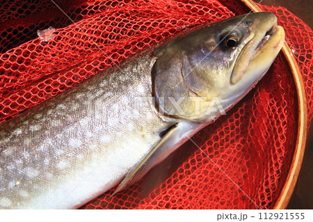 北海道　道東渓流　春の大型アメマス　65cm 112921555