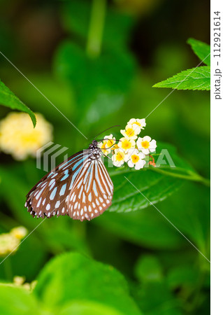 リュウキュウアサギマダラ 112921614