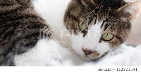 見つめる猫 キジトラ白 見つめる猫 キジトラ白 112921641