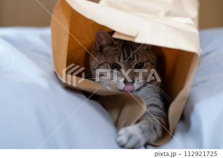 紙袋に入った猫　サバトラ猫 112921725