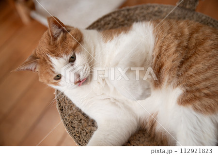くつろぐ猫　茶トラ白 112921823