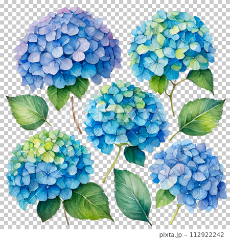 帶有水彩觸感的繡球花插圖 112922242
