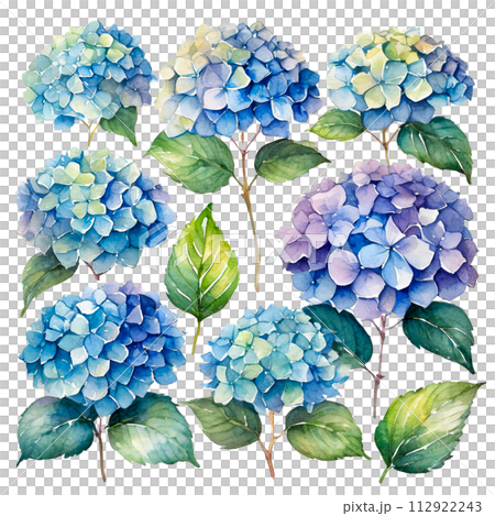 水彩タッチのアジサイのイラスト 112922243