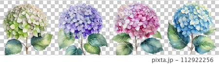 帶有水彩觸感的繡球花插圖 帶有水彩觸感的繡球花插圖 112922256