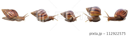big helix snail isolated on white background 112922575