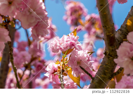 八重の桜~会津~ 八重の桜~会津~ 112922816