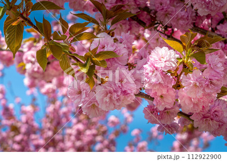 桜色～八重桜～会津～ 112922900