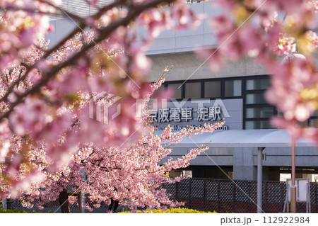 京都伏見 京阪電車淀駅と河津桜 京都伏見 京阪電車淀駅と河津桜 112922984