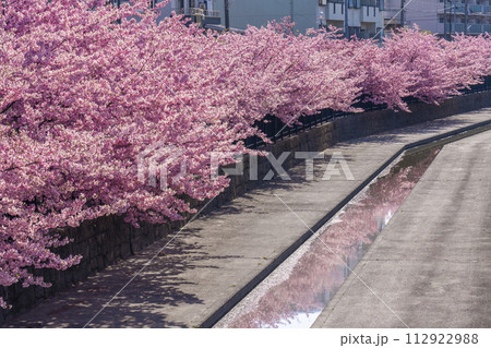 京都伏見 淀水路の河津桜 京都伏見 淀水路の河津桜 112922988