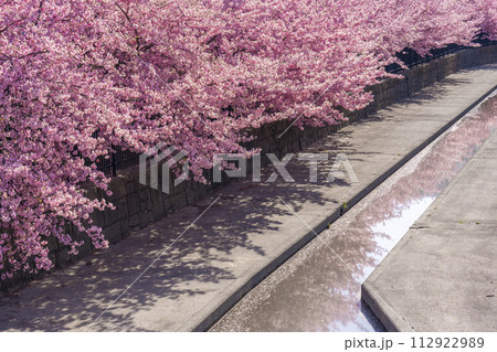 京都伏見　淀水路の河津桜 112922989