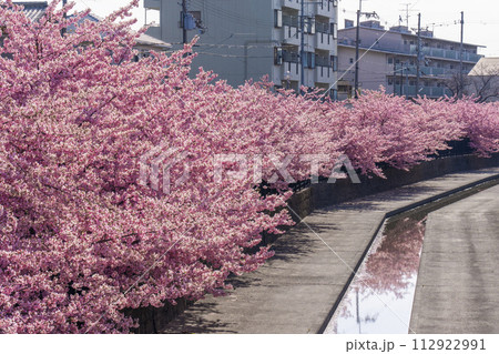 京都伏見　淀水路の河津桜 112922991