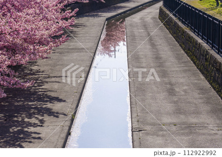 京都伏見 淀水路の河津桜 京都伏見 淀水路の河津桜 112922992