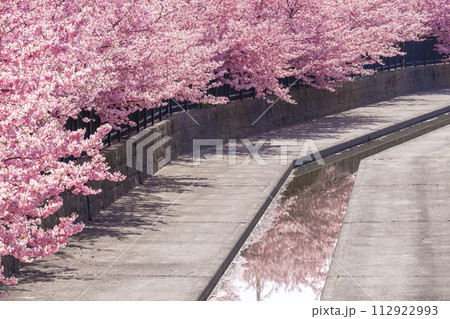 京都伏見　淀水路の河津桜 112922993
