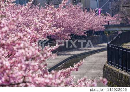 京都伏見 淀水路の河津桜 京都伏見 淀水路の河津桜 112922996