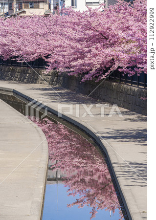京都伏見 淀水路の河津桜 京都伏見 淀水路の河津桜 112922999