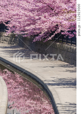 京都伏見　淀水路の河津桜 112923000