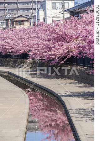 京都伏見　淀水路の河津桜 112923001