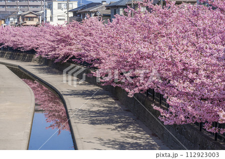 京都伏見　淀水路の河津桜 112923003