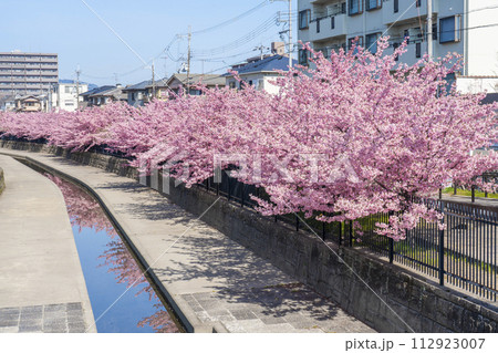 京都伏見 淀水路の河津桜 京都伏見 淀水路の河津桜 112923007