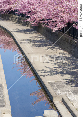 京都伏見 淀水路の河津桜 京都伏見 淀水路の河津桜 112923008