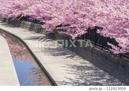 京都伏見 淀水路の河津桜 京都伏見 淀水路の河津桜 112923009