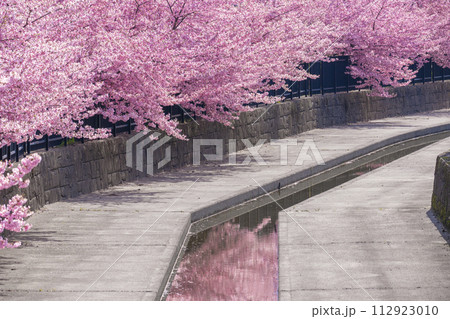 京都伏見 淀水路の河津桜 京都伏見 淀水路の河津桜 112923010