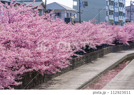 京都伏見　淀水路の河津桜 112923011