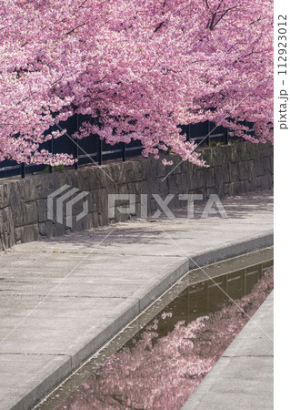 京都伏見　淀水路の河津桜 112923012