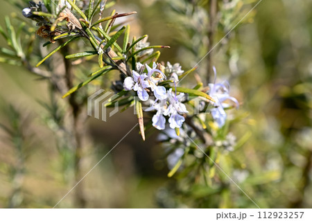 ローズマリー 112923257