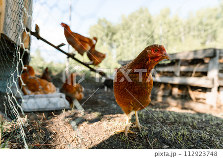 Red hen close-up stands out at a sustainable free-range farm. Organic farm life depicted by a hen outside the coop Red hen close-up stands out at a sustainable free-range farm. Organic farm life depicted by a hen outside the coop 112923748