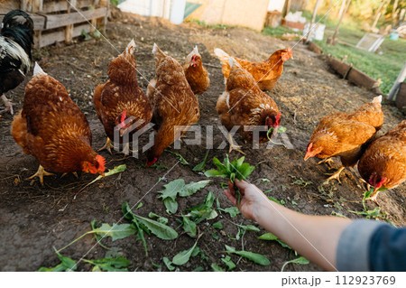 Red chickens eat fresh leaves from the farmer's hands in the chicken coop. A flock of free-range chickens enjoying fresh feed. Red chickens eat fresh leaves from the farmer's hands in the chicken coop. A flock of free-range chickens enjoying fresh feed. 112923769