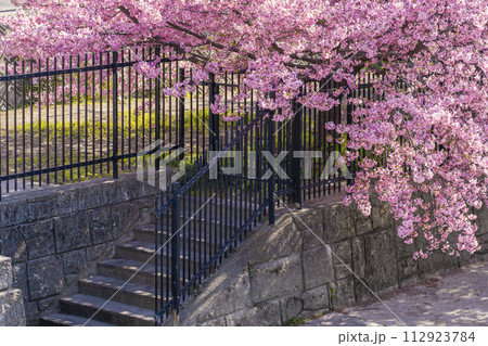 淀水路の満開の河津桜の桜並木 112923784