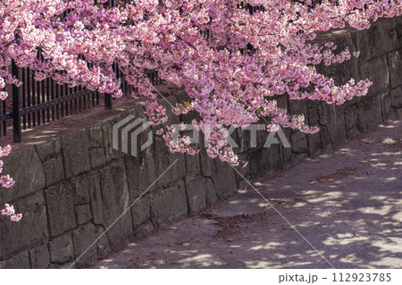 淀水路の満開の河津桜の桜並木 112923785