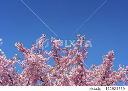 満開の河津桜と青空 112923789